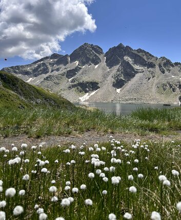 Blick auf Blumen Wangenitzsee und Berge