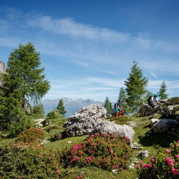 zwei Mountainbiker mit Almrosen im Vordergrund
