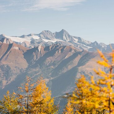 Bäume im Herbst mit Blick auf Gletscher im Hintergrund